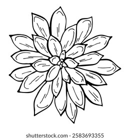 Hand drawn outline succulent isolated on a white background. Echeveria. Cactus in doodle style. Flowers in the desert. Vector illustration. Perfect for coloring book, greeting card, print.