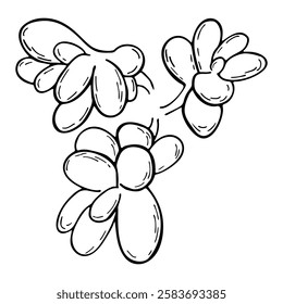 Hand drawn outline succulent isolated on a white background. Cactus in doodle style. Flowers in the desert. Vector illustration. Perfect for coloring book, greeting card, print.