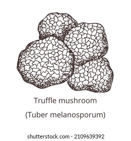 Hand drawn outline Truffle mushroom. Vintage image on white background. 
Vector template for label, product packaging