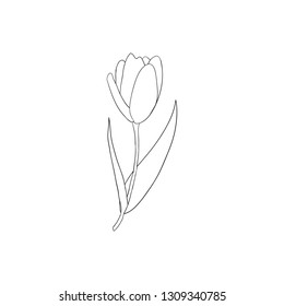 Hand drawn outline tulip flower isolated on white background.
