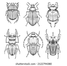 Hand drawn outline vector beetles, bugs, detailed tattoo ink style, realistic engraved illustration