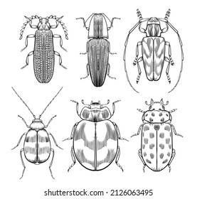 Hand drawn outline vector beetles, bugs, detailed tattoo ink style, realistic engraved illustration