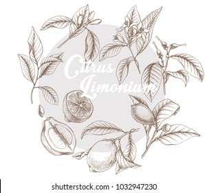 Hand drawn outline vector botanical illustration of lemon's lifecycle.  Doodle, sketch Botanical citrus seeds, leaves and fruits.