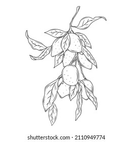 Hand drawn outline vector botanical illustration of lemon s lifecycle. Doodle, sketch Botanical citrus seeds and leaves.
