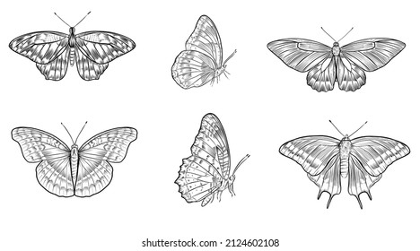 Hand drawn outline vector butterflies, detailed tattoo ink style, realistic engraved illustration