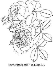 Hand drawn outline vector illustration of roses. On a white background
