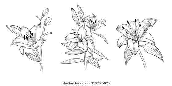 Hand drawn outline vector lilly flowers, detailed tattoo ink style, realistic engraved illustration