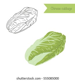 Hand drawn outlined and colored chinese cabbage 