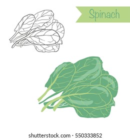 Hand drawn outlined and colored vector spinach
