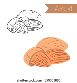 Hand drawn outlined and colored vector almond