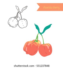 Hand drawn outlined and colored vector acerola cherry
