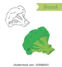 Hand drawn outlined and colored vector broccoli