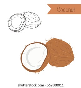 Hand drawn outlined and colored vector coconut