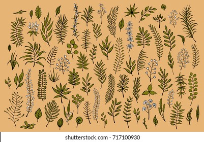 hand drawn outlined floral greenery branches and twigs collection
