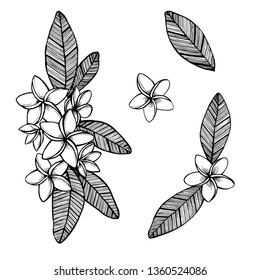 Hand drawn outlined vector plumeria on white background. Beautiful floral design