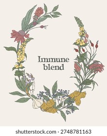 Hand drawn oval wreath made of immune tea medicinal plants including mullein; garlic; echinacea; rosehip; ginger; turmeric; elderberry. Muted color palette and vintage botanical style for wellness and tea branding.