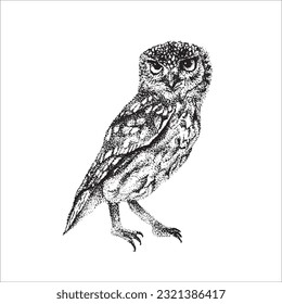 Hand drawn owl illustration, Night bird, Bird drawing, Black owl, beautiful bird, wild animal