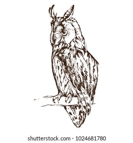 Hand drawn owl, isolated on white, vector illustration