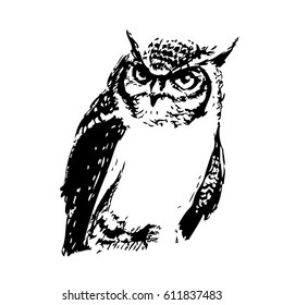 Hand drawn Owl. Natural colors. Illustration.