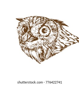 Hand drawn owl portrait, isolated on white, vector illustration