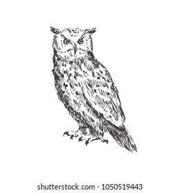 Hand drawn owl. Sketch, vector illustration.