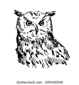Hand drawn owl. Sketch, vector illustration.