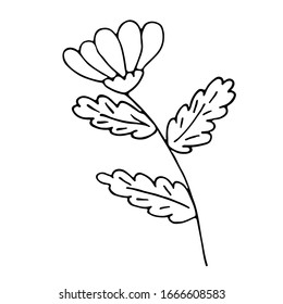 a hand drawn ox-eye daisy flower, outline sketch vector illustration, black and white simple drawing for cards, invitations