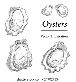 Hand Drawn Oyster Illustrations