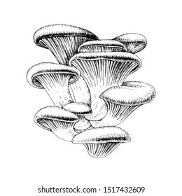 Hand drawn oyster mushrooms isolated on white background. Vector illustration.