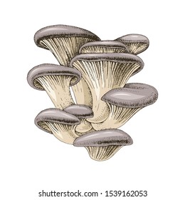 Hand drawn oyster mushrooms isolated on white background. Vector illustration.