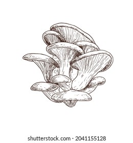 Hand drawn oyster mushrooms. Isolated sketch on white background. Vector illustration.