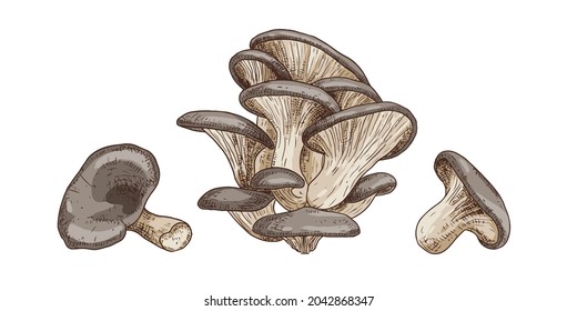 Hand drawn oyster mushrooms. Isolated sketch on white background. Vector illustration.