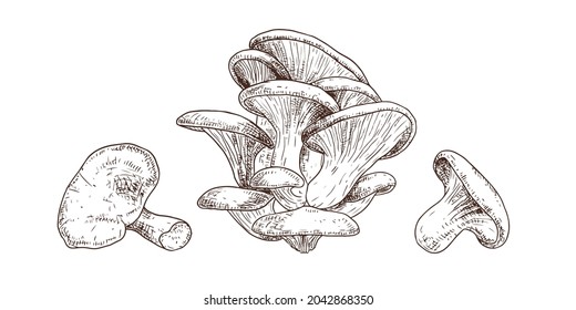 Hand drawn oyster mushrooms. Isolated sketch on white background. Vector illustration.