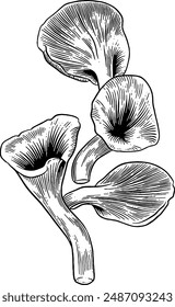 Hand drawn Oyster Mushrooms Sketch Illustration