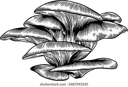 Hand drawn Oyster Mushrooms Sketch Illustration