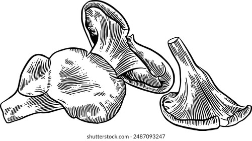 Hand drawn Oyster Mushrooms Sketch Illustration