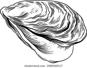 Hand drawn Oyster Sketch Illustration