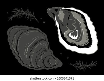 Hand drawn oysters black background. Vintage oyster shell illustration, great design for any purposes . Gourmet food. Vector icon. Linear sketch for restaurant and cafe menu.