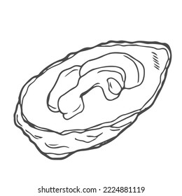 Hand drawn oysters composition. Seafood sketch style illustration. Fresh marine mollusks in opened shells.