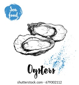 Hand drawn oysters composition. Seafood sketch style illustration. Fresh marine mollusks in opened shells. 