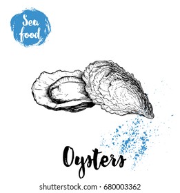 Hand drawn oysters composition. Seafood sketch style illustration. Fresh marine mollusks in closed and opened shells. 