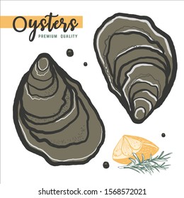 Hand drawn oysters isolated, white background. Vintage oyster shell illustration, great design for any purposes . Gourmet food. Vector icon. Linear sketch for restaurant and cafe menu. 