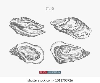 Hand Drawn Oysters Set. Engraved Style Vector Illustration. Template For Your Design Works.