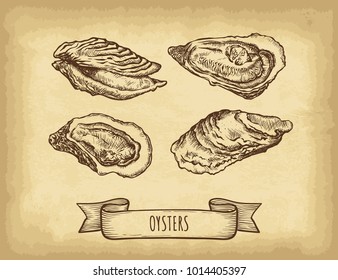 Hand drawn oysters set. Old craft paper texture background. Ribbon banner. Engraved style vector illustration. Template for your design works.