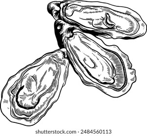 Hand drawn Oysters Sketch Illustration