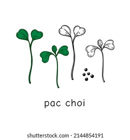 Hand drawn pac choi micro greens. Vector illustration in sketch style isolated on white background
