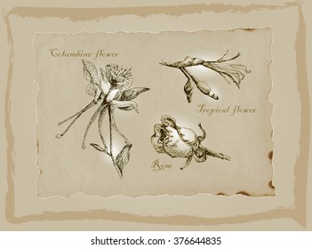 An hand drawn pack, Blossoms and Flowers. Description - Vectors, Freehand sketching. Background is isolated.