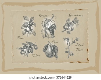 An hand drawn pack, Fruits and Vegetables. Description - Vectors, Freehand sketching. Background is isolated.