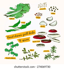 Hand drawn and paint bbq grill herbs & spices colour theme with labels