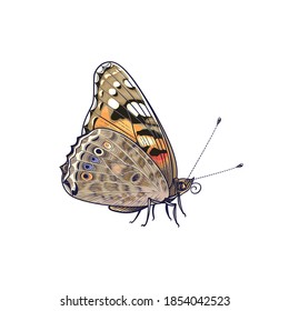 Hand drawn Painted Lady Butterfly isolated on white background. Side view сolorful meadow moth.  Decorative element in vintage style, t-shirt design, tattoo art. Vector illustration.